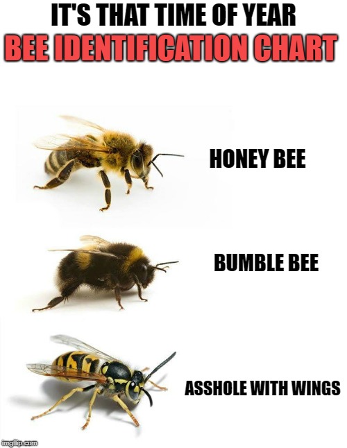 it's that time of year | IT'S THAT TIME OF YEAR; BEE IDENTIFICATION CHART; HONEY BEE; BUMBLE BEE; ASSHOLE WITH WINGS | image tagged in bees,chart,funny | made w/ Imgflip meme maker