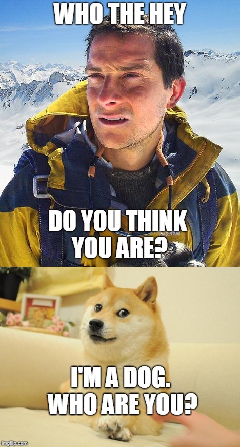 WHO THE HEY; DO YOU THINK YOU ARE? I'M A DOG. WHO ARE YOU? | image tagged in meow,bear,doge,funny signs | made w/ Imgflip meme maker