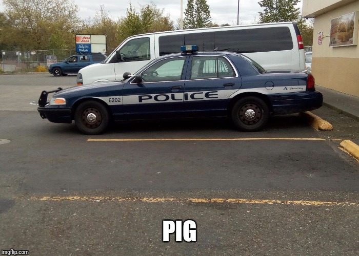 PIG | image tagged in free | made w/ Imgflip meme maker