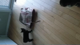 image tagged in gifs | made w/ Imgflip video-to-gif maker