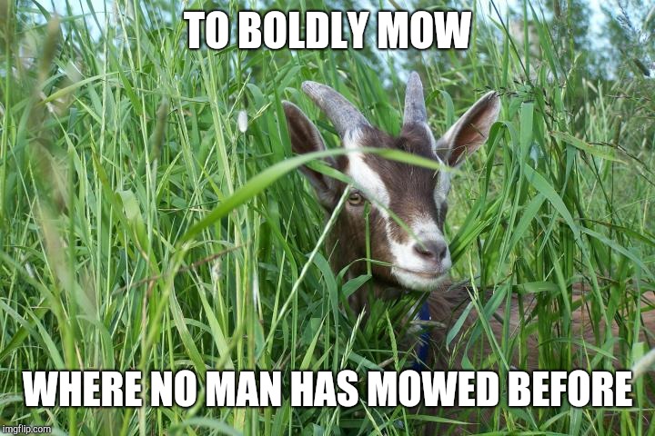 Trust nature not space | TO BOLDLY MOW; WHERE NO MAN HAS MOWED BEFORE | image tagged in goat in tall grass | made w/ Imgflip meme maker