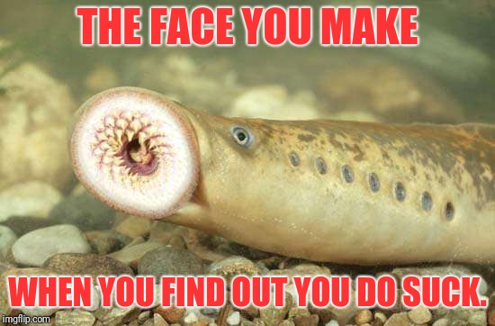 Sucka | THE FACE YOU MAKE; WHEN YOU FIND OUT YOU DO SUCK. | image tagged in fish | made w/ Imgflip meme maker