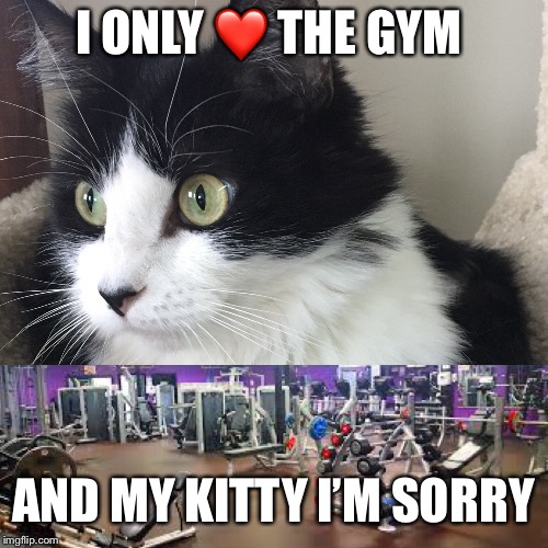 Only love the gym and my kitty - not sorry | I ONLY ❤️ THE GYM; AND MY KITTY I’M SORRY | image tagged in gym | made w/ Imgflip meme maker