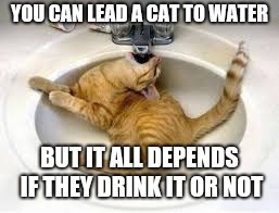 yes, i think so | YOU CAN LEAD A CAT TO WATER; BUT IT ALL DEPENDS IF THEY DRINK IT OR NOT | image tagged in cats | made w/ Imgflip meme maker