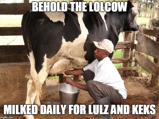 Cow milking | BEHOLD THE LOLCOW; MILKED DAILY FOR LULZ AND KEKS | image tagged in cow milking | made w/ Imgflip meme maker