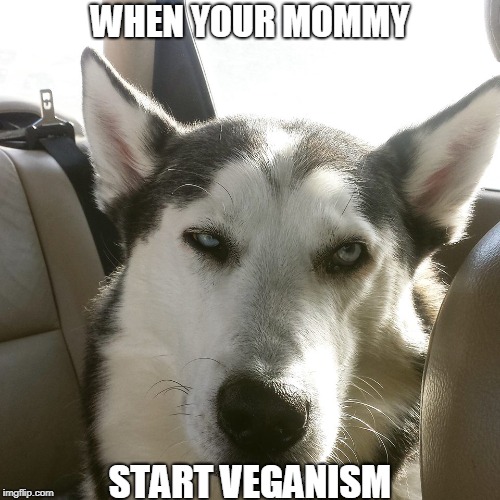 Why mommy , why ?  | WHEN YOUR MOMMY; START VEGANISM | image tagged in vegan,husky,dog | made w/ Imgflip meme maker