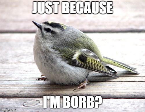 Borb | JUST BECAUSE; I'M BORB? | image tagged in birb | made w/ Imgflip meme maker