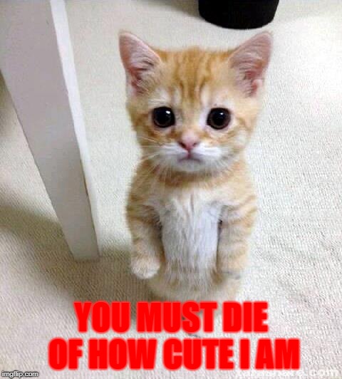 Cute Cat.exe | YOU MUST DIE OF HOW CUTE I AM | image tagged in memes,cute cat | made w/ Imgflip meme maker