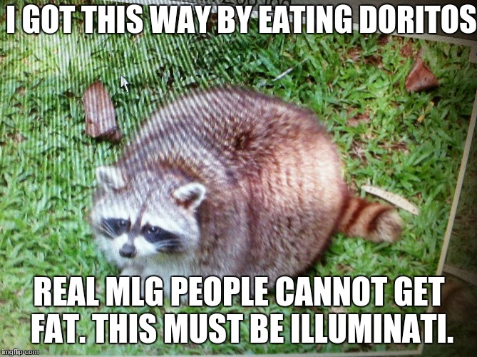 I GOT THIS WAY BY EATING DORITOS; REAL MLG PEOPLE CANNOT GET FAT. THIS MUST BE ILLUMINATI. | image tagged in fat coon | made w/ Imgflip meme maker
