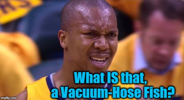 huh | What IS that,  a Vacuum-Hose Fish? | image tagged in huh | made w/ Imgflip meme maker