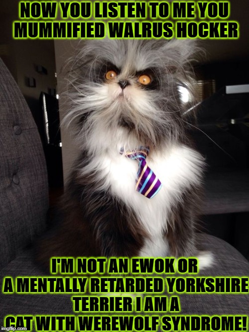 NOW YOU LISTEN TO ME YOU MUMMIFIED WALRUS HOCKER; I'M NOT AN EWOK OR A MENTALLY RETARDED YORKSHIRE TERRIER I AM A CAT WITH WEREWOLF SYNDROME! | image tagged in ewok cat | made w/ Imgflip meme maker