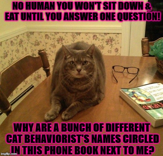 NO HUMAN YOU WON'T SIT DOWN & EAT UNTIL YOU ANSWER ONE QUESTION! WHY ARE A BUNCH OF DIFFERENT CAT BEHAVIORIST'S NAMES CIRCLED IN THIS PHONE BOOK NEXT TO ME? | image tagged in demand cat | made w/ Imgflip meme maker