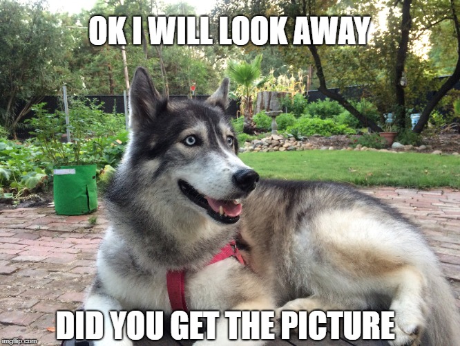 She has treats on her mind  | OK I WILL LOOK AWAY; DID YOU GET THE PICTURE | image tagged in husky,dog | made w/ Imgflip meme maker