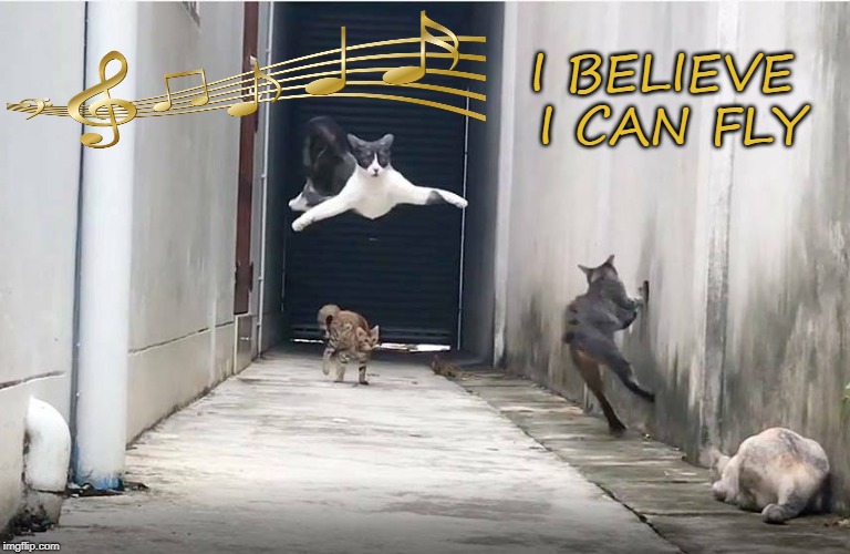Furry Feline Flier | I BELIEVE I CAN FLY | image tagged in cats,funny cats,funny cat memes | made w/ Imgflip meme maker