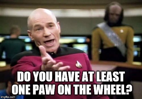 Picard Wtf Meme | DO YOU HAVE AT LEAST ONE PAW ON THE WHEEL? | image tagged in memes,picard wtf | made w/ Imgflip meme maker