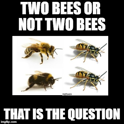 This meme has a sting in the tale! | TWO BEES OR NOT TWO BEES; THAT IS THE QUESTION | image tagged in bees,shakespeare | made w/ Imgflip meme maker