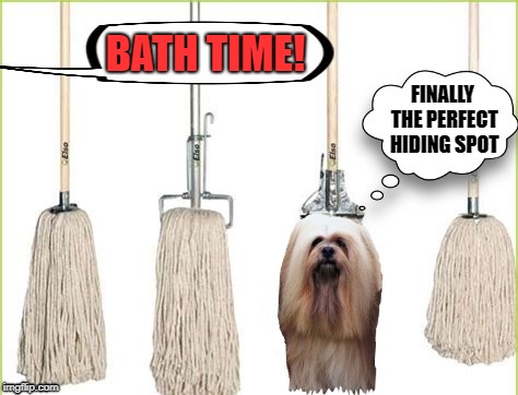Hanging out (a Dog Week submission) | BATH TIME! FINALLY THE PERFECT HIDING SPOT | image tagged in funny memes,dog week,dog,bath | made w/ Imgflip meme maker