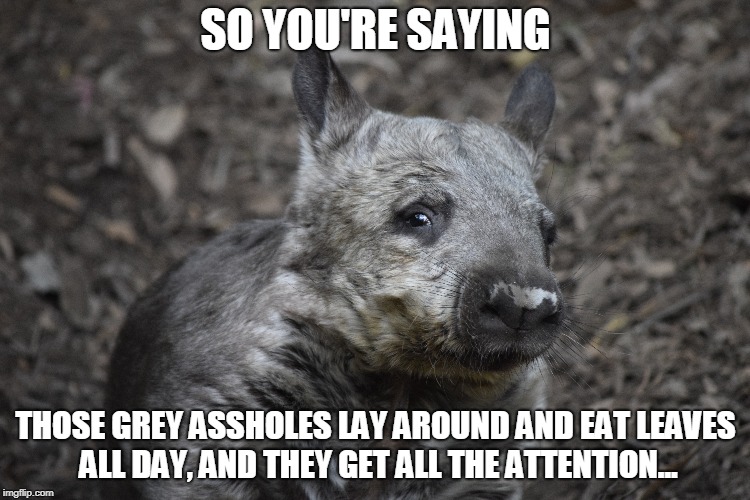 SO YOU'RE SAYING; THOSE GREY ASSHOLES LAY AROUND AND EAT LEAVES ALL DAY, AND THEY GET ALL THE ATTENTION... | image tagged in AdviceAnimals | made w/ Imgflip meme maker