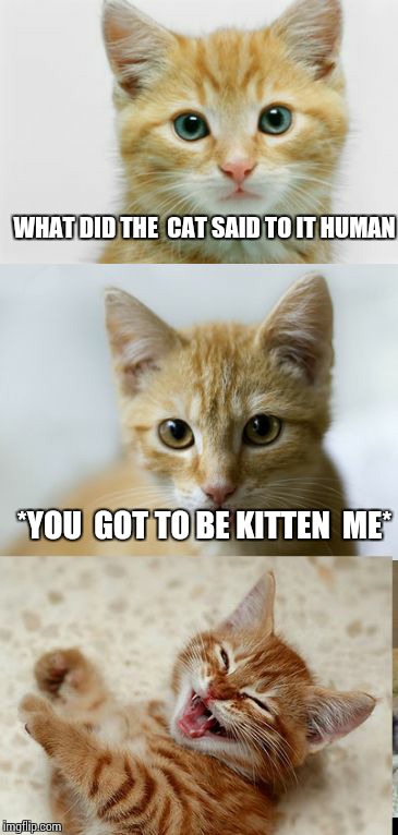 Bad Pun Cat | WHAT DID THE  CAT SAID TO IT HUMAN; *YOU  GOT TO BE KITTEN  ME* | image tagged in bad pun cat | made w/ Imgflip meme maker