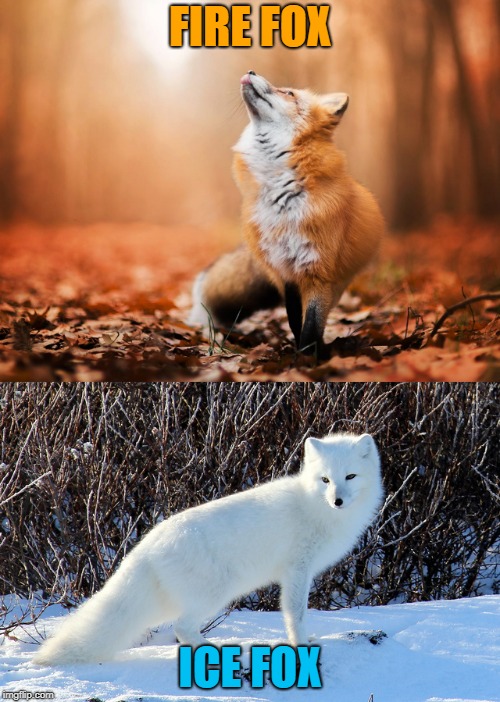 Fire and Ice | FIRE FOX; ICE FOX | image tagged in humor,nature,beautiful | made w/ Imgflip meme maker