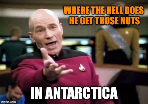 Picard Wtf Meme | WHERE THE HELL DOES HE GET THOSE NUTS IN ANTARCTICA | image tagged in memes,picard wtf | made w/ Imgflip meme maker