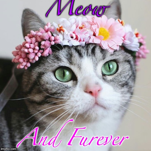 Married to imgflip | Meow; And Furever | image tagged in memes,married to imgflip | made w/ Imgflip meme maker