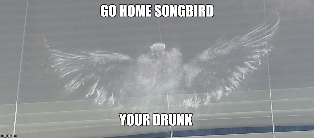 Songbird | GO HOME SONGBIRD; YOUR DRUNK | image tagged in songbird | made w/ Imgflip meme maker