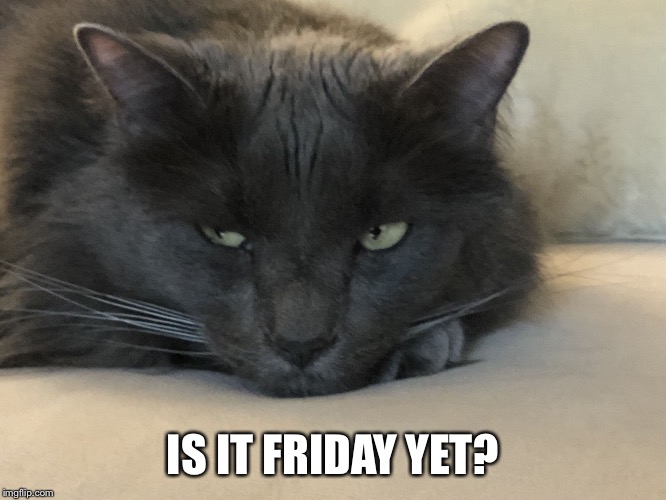 Depressed Cat | IS IT FRIDAY YET? | image tagged in depressed cat | made w/ Imgflip meme maker