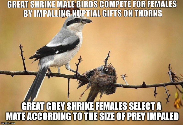 GREAT SHRIKE MALE BIRDS COMPETE FOR FEMALES BY IMPALLING NUPTIAL GIFTS ON THORNS; GREAT GREY SHRIKE FEMALES SELECT A MATE ACCORDING TO THE SIZE OF PREY IMPALED | image tagged in scumbag | made w/ Imgflip meme maker