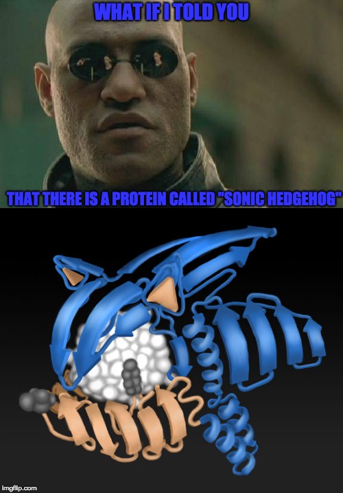 Search it up peeps, it actually exists | WHAT IF I TOLD YOU; THAT THERE IS A PROTEIN CALLED "SONIC HEDGEHOG" | image tagged in sonic the hedgehog,what if i told you,matrix morpheus,memes,so true memes | made w/ Imgflip meme maker