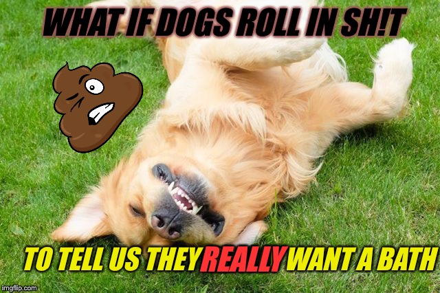 Dog week May 1-8, a Landon_the_memer and NikkoBellic event | WHAT IF DOGS ROLL IN SH!T; TO TELL US THEY REALLY WANT A BATH; REALLY | image tagged in dog week | made w/ Imgflip meme maker