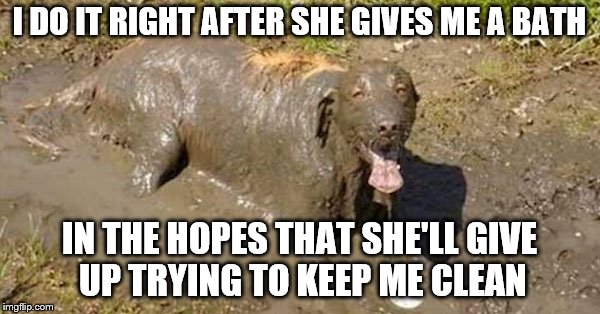 I DO IT RIGHT AFTER SHE GIVES ME A BATH IN THE HOPES THAT SHE'LL GIVE UP TRYING TO KEEP ME CLEAN | made w/ Imgflip meme maker