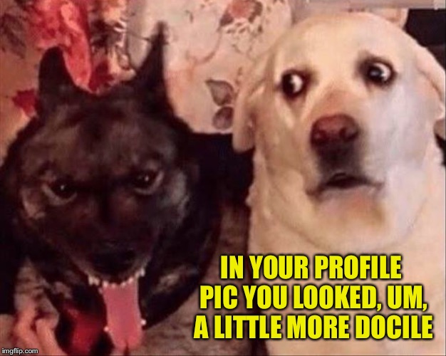 It's Tinder not Tender. | IN YOUR PROFILE PIC YOU LOOKED, UM, A LITTLE MORE DOCILE | image tagged in dog week,profile picture,memes,funny | made w/ Imgflip meme maker
