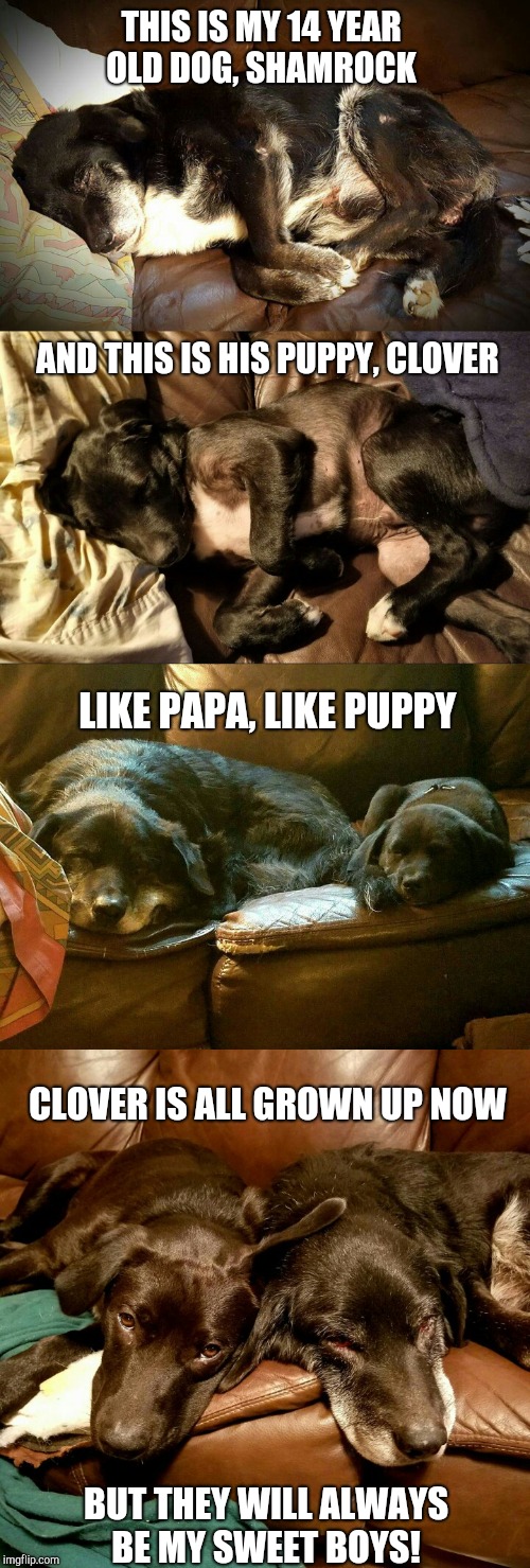 They are the best dogs ever!  Dog week, May 1-8, a Landon_the_memer and NikkoBellic event! | THIS IS MY 14 YEAR OLD DOG, SHAMROCK; AND THIS IS HIS PUPPY, CLOVER; LIKE PAPA, LIKE PUPPY; CLOVER IS ALL GROWN UP NOW; BUT THEY WILL ALWAYS BE MY SWEET BOYS! | image tagged in jbmemegeek,dog week,memes,cute dogs,cute puppies | made w/ Imgflip meme maker