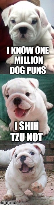 Recycling one of my old ones for Dog week, May 1-8, a Landon_the_memer and NikkoBellic event! | I KNOW ONE MILLION DOG PUNS; I SHIH TZU NOT | image tagged in bad pun bulldog pup,jbmemegeek,dog week,cute puppies,cute dog | made w/ Imgflip meme maker