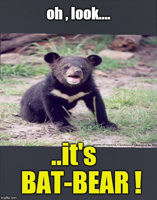 BATBEAR !!! | oh , look.... ..it's   BAT-BEAR ! | image tagged in humor,tv humor,super heroes | made w/ Imgflip meme maker