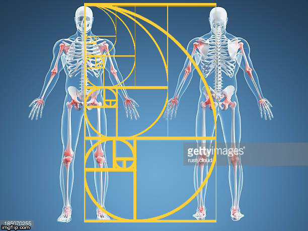 Human skeleton with the Golden Ratio. | image tagged in human,skeleton,bones,life,the golden ratio,geometry | made w/ Imgflip meme maker