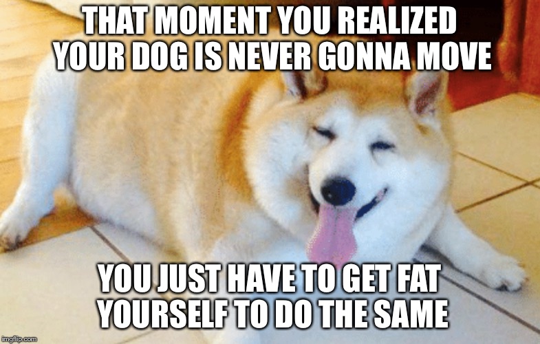 Dog
 | THAT MOMENT YOU REALIZED YOUR DOG IS NEVER GONNA MOVE; YOU JUST HAVE TO GET FAT YOURSELF TO DO THE SAME | image tagged in puns | made w/ Imgflip meme maker
