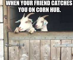 WHEN YOUR FRIEND CATCHES YOU ON CORN HUB. | image tagged in goats,corn | made w/ Imgflip meme maker