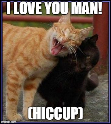 I LOVE YOU MAN! (HICCUP) | image tagged in drunk cats | made w/ Imgflip meme maker