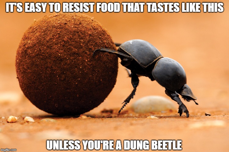 Diet Advice From An Expert | IT'S EASY TO RESIST FOOD THAT TASTES LIKE THIS; UNLESS YOU'RE A DUNG BEETLE | image tagged in memes | made w/ Imgflip meme maker