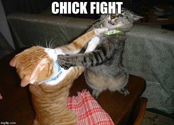 Two cats fighting for real | CHICK FIGHT | image tagged in two cats fighting for real | made w/ Imgflip meme maker