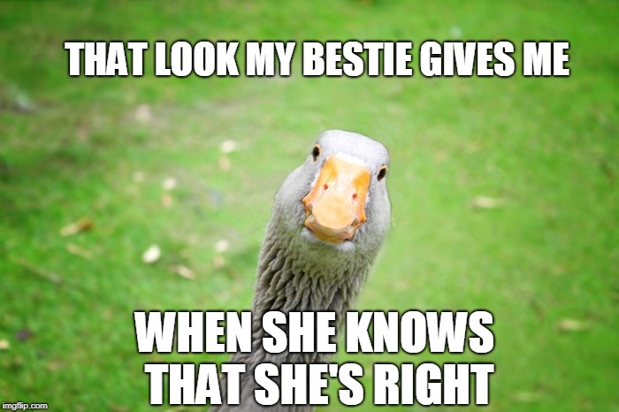 THAT LOOK MY BESTIE GIVES ME; WHEN SHE KNOWS THAT SHE'S RIGHT | image tagged in sarcastic goose | made w/ Imgflip meme maker
