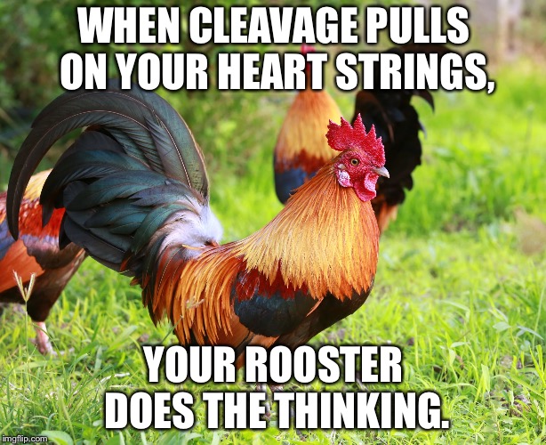 Chicken breasts food for thought | WHEN CLEAVAGE PULLS ON YOUR HEART STRINGS, YOUR ROOSTER DOES THE THINKING. | image tagged in rooster truth,memes,love,chicken,thinking,science | made w/ Imgflip meme maker