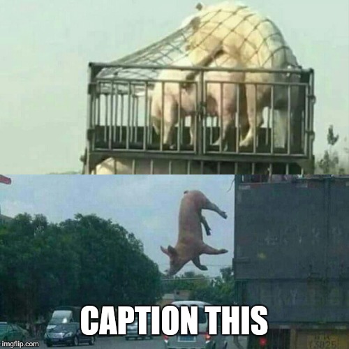 CAPTION THIS | image tagged in caption this,pig,pork,love,sexual harassment | made w/ Imgflip meme maker