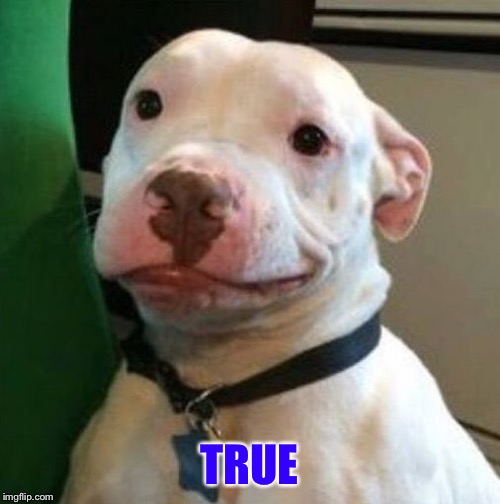 Awkward Dog | TRUE | image tagged in awkward dog | made w/ Imgflip meme maker