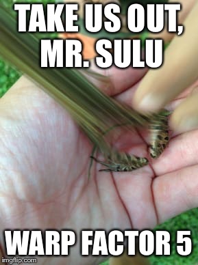 Perfectly timed jumping frog | TAKE US OUT, MR. SULU; WARP FACTOR 5 | image tagged in perfectly timed jumping frog | made w/ Imgflip meme maker