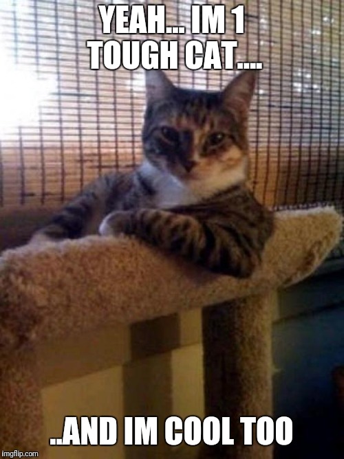 The Most Interesting Cat In The World Meme | YEAH... IM 1 TOUGH CAT.... ..AND IM COOL TOO | image tagged in memes,the most interesting cat in the world | made w/ Imgflip meme maker