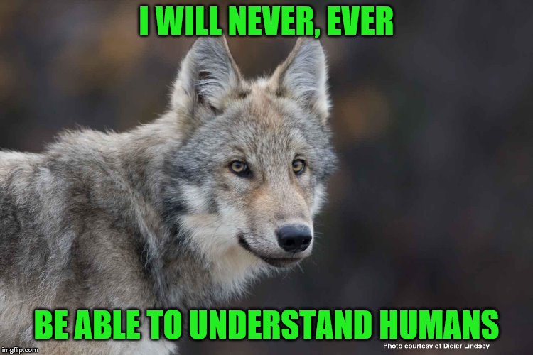 I WILL NEVER, EVER BE ABLE TO UNDERSTAND HUMANS | made w/ Imgflip meme maker