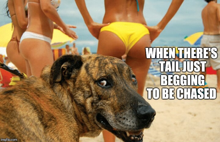  Dog week, May 1-8, a Landon_the_memer and NikkoBellic event! | WHEN THERE'S TAIL JUST BEGGING TO BE CHASED | image tagged in jbmemegeek,dog week,funny dog,hot babes | made w/ Imgflip meme maker